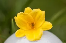 IMG_0081.jpg