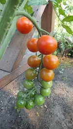 DSCF1216.webp