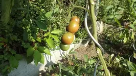 DSCF1215.webp