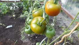 DSCF1218.webp