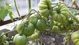 DSCF1219.webp
