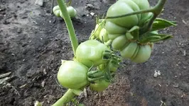 DSCF1221.webp