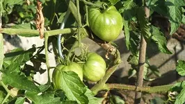 DSCF1225.webp