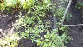 DSCF1238.webp