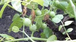DSCF1239.webp