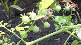 DSCF1240.webp