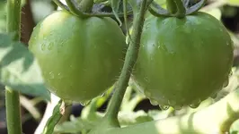 DSCF1242.webp