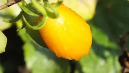 DSCF1244.webp