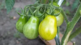 DSCF1262.webp