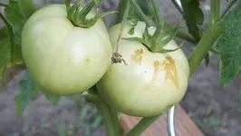 DSCF1263.webp