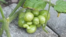 DSCF1264.webp