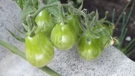 DSCF1265.webp