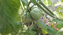 DSCF1275.webp