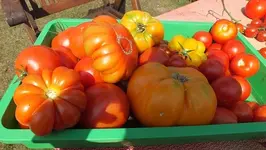 DSCF2379.webp