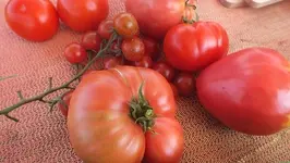 DSCF2382.webp