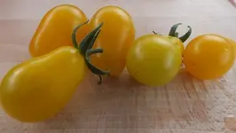 DSCF2385.webp
