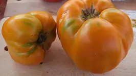 DSCF2387.webp