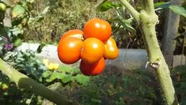 DSCF2404.webp