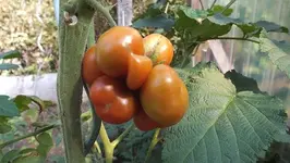 DSCF2405.webp