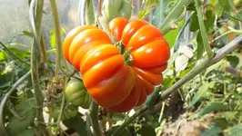 DSCF2406.webp