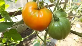 DSCF2407.webp