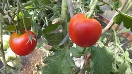 DSCF2409.webp