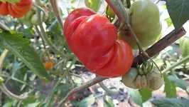 DSCF2411.webp