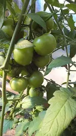 DSCF2412.webp