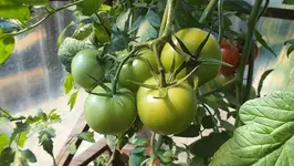 DSCF2413.webp