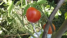 DSCF2414.webp