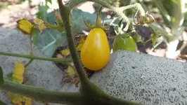 DSCF2415.webp