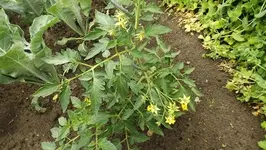 DSCF2454.webp