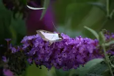 003.webp