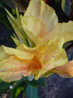 Chou Chou.webp