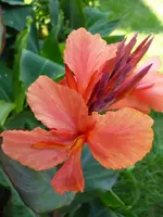Romantica (1).webp