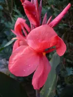 Shenendoah 1.webp