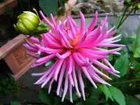 033.webp