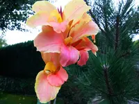 034.webp
