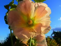 038.webp