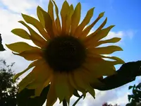 042.webp