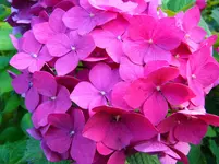 043.webp