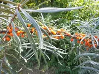 Bilda019.webp