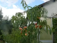 P1090818.webp
