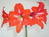 DSCI3779.webp
