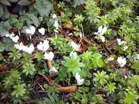Alpenveilchen.webp