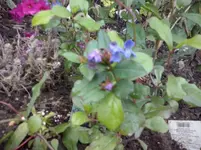 CAM00908.webp