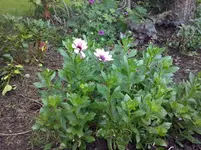 CAM00909.webp