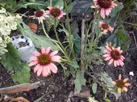 CAM00914.webp