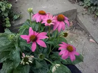 Echinazea.webp