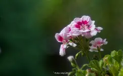IMG_0098.webp